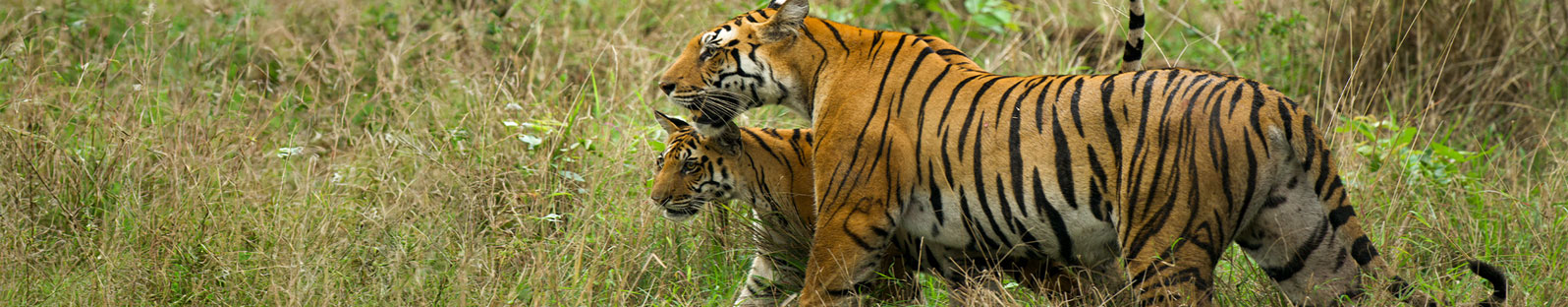 pench national park