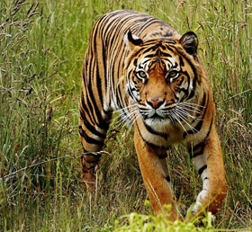 pench-park