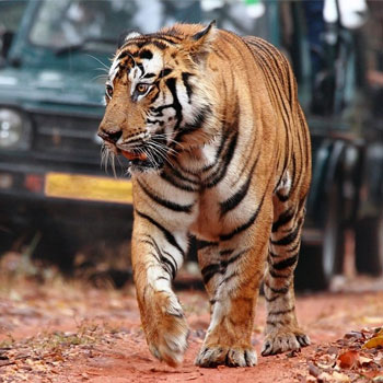 pench-safari